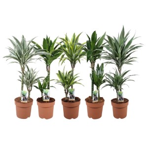 Diverse piante da interno t.b.t. in vaso, ideali come decorazione verde.