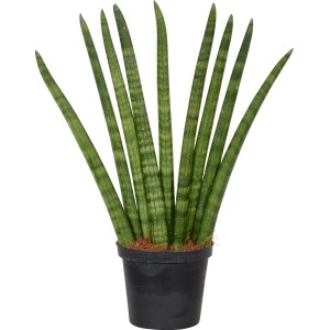 Sansevieria cylindrica in vaso nero, pianta d'appartamento decorativa.