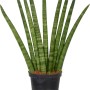 Sansevieria cylindrica in vaso nero, pianta d'appartamento decorativa.