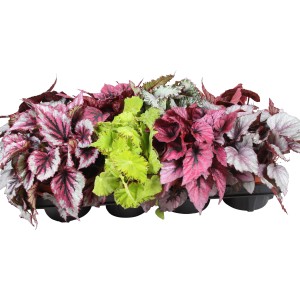 Diverse Begonie Rex Beleaf GROW by OBI in vaso da 12 cm con motivi fogliari colorati.