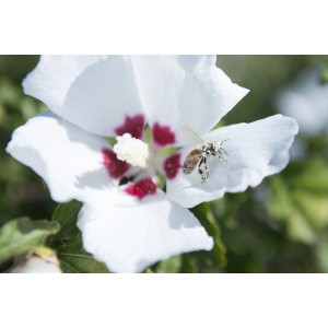 Ape su fiore bianco di Altea (Ibisco) con centro rosso.