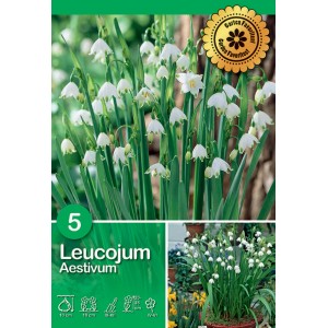 Campanelle estive Leucojum Aestivum con fiori bianchi e steli verdi.