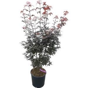 Acero giapponese Skeeters Broom in vaso, altezza circa 110 cm, fogliame rosso-marrone scuro.