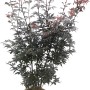 Acero giapponese Skeeters Broom in vaso, altezza circa 110 cm, fogliame rosso-marrone scuro.