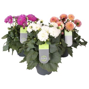 Dalie "Suniq" in vaso, vari colori: rosa, bianco, arancione. Splendore floreale per giardino, balcone e terrazza.