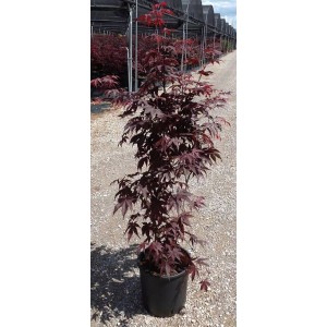 Giovane acero 't.b.t.' in vaso con fogliame rosso scuro.