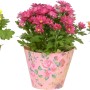 Tre crisantemi in vaso con coprivaso colorati (turchese, rosa, giallo) e motivo floreale.