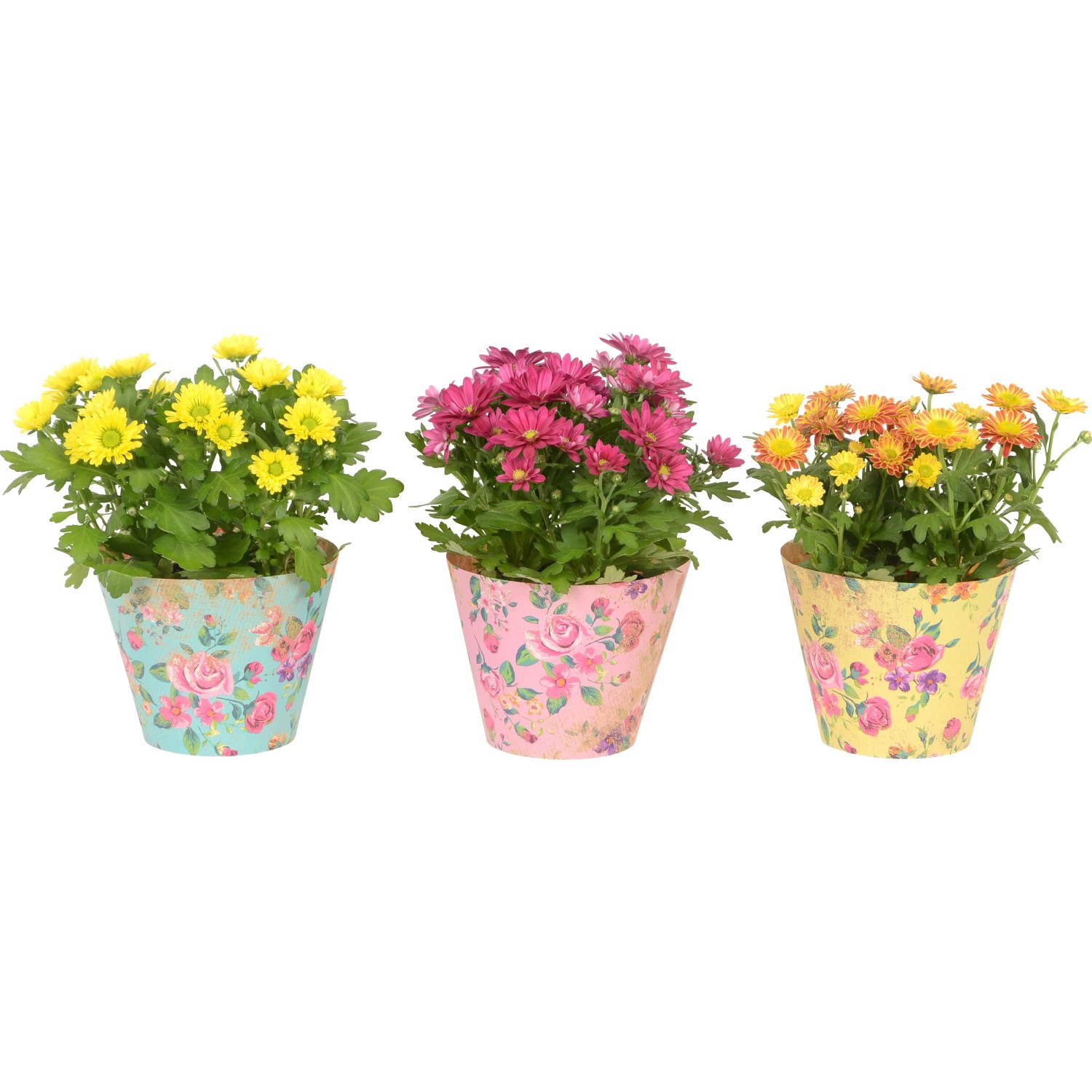 Tre crisantemi in vaso con coprivaso colorati (turchese, rosa, giallo) e motivo floreale.