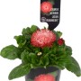 Pratolina Habanera rossa in vaso, una colorata pianta primaverile con fiori doppi.