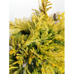 Primo piano di un cipresso giallo (Cipresso giallo) con aghi sottili.