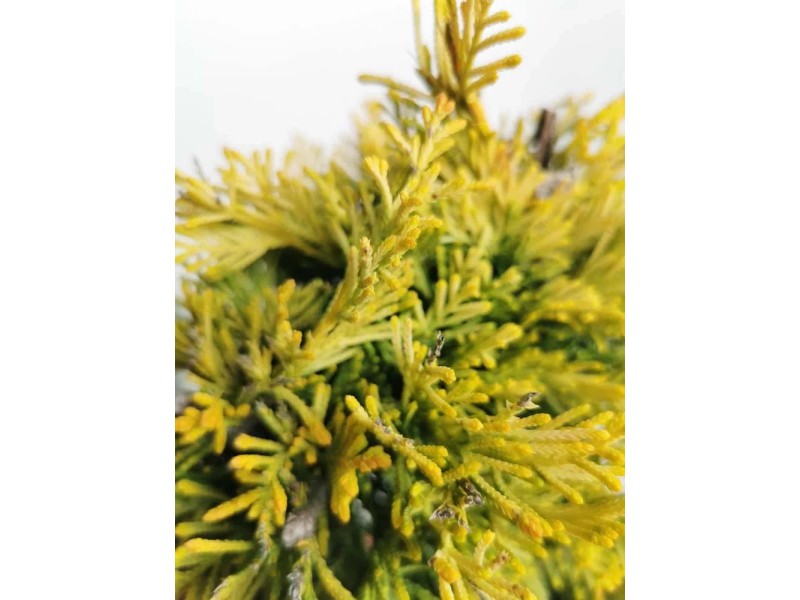 Cupressocyparis Leylandii Gold Rider - 4 Piante Per Siepi 40-60 Cm In Vaso Ø13 Cm - Foto 12