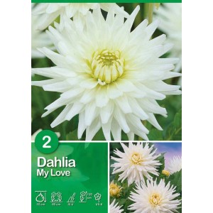Dalia bianca "My Love", fiore estivo ideale per aiuole e bordure.