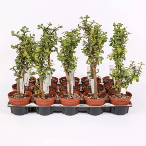 Portulacaria afra pianta grassa vaso Ø 10.5