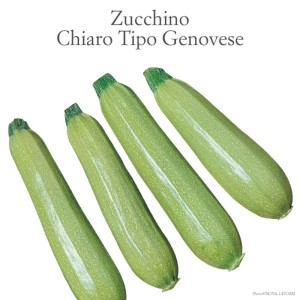 Quattro zucchine "Chiaro Tipo Genovese" verde chiaro, una varietà di Ortaggi da frutto.