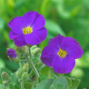 Primo piano di Aubretia viola in vaso, ideale per giardini rocciosi.