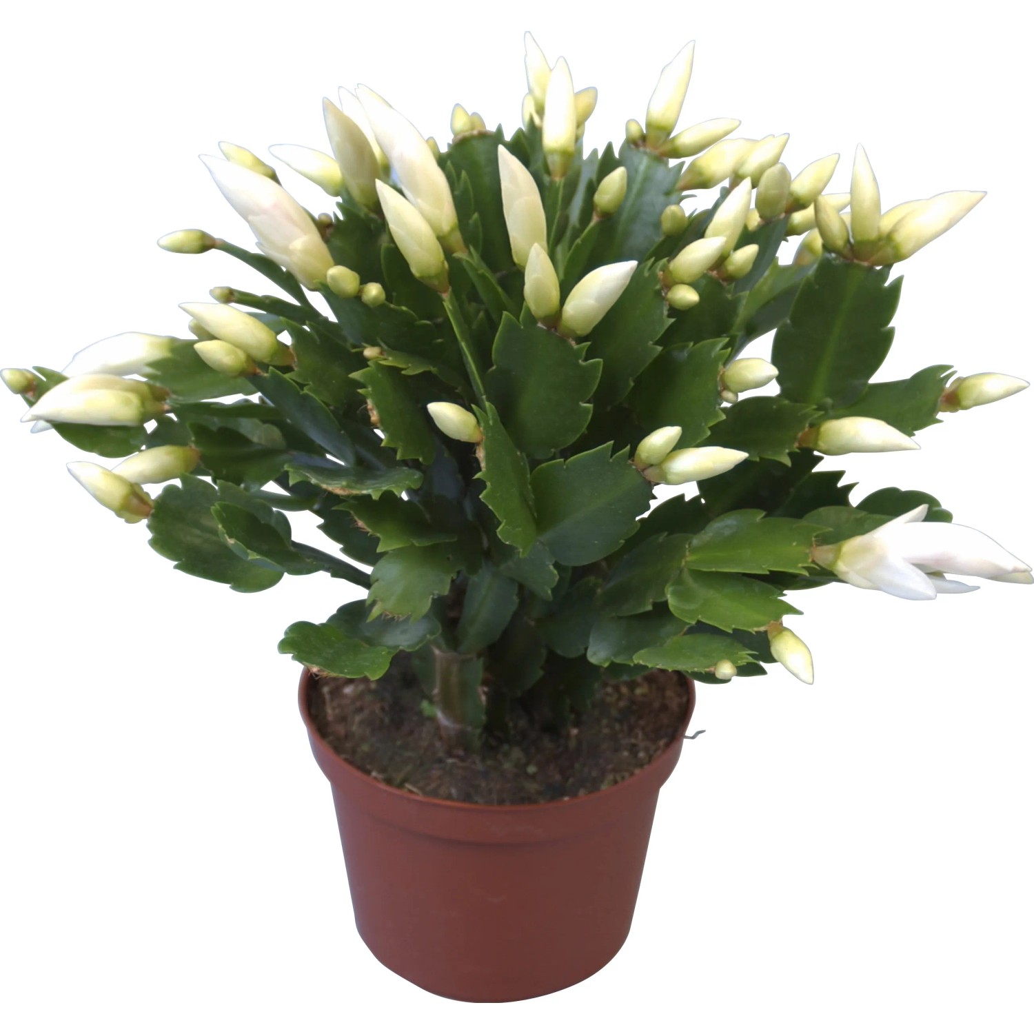 calathea fusion Calathea 'Yellow Fusion' main image 0