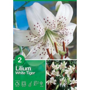 Lilium White Tiger: Fiore bianco con macchie marroni, ideale per il giardino estivo.