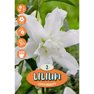 Lilien Polar Star White: Elegante fiore di giglio bianco, ideale per giardini estivi.