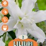 Lilien Polar Star White: Elegante fiore di giglio bianco, ideale per giardini estivi.