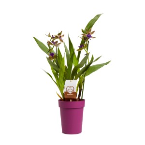 Orchidea Zygopetalum con fiori verde-marrone in vaso viola.
