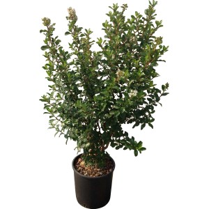 Arbusto t.b.t. in vaso con foglie verdi e piccoli fiori bianchi.