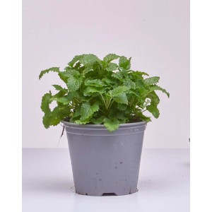 Melissa verde in vaso, una delle Ulteriori Erbe.