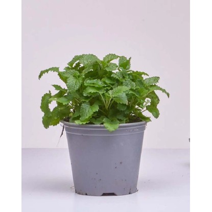 Melissa cespuglio vaso Ø 14 cm