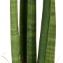 Sansevieria cylindrica in vaso nero, pianta d'appartamento decorativa.
