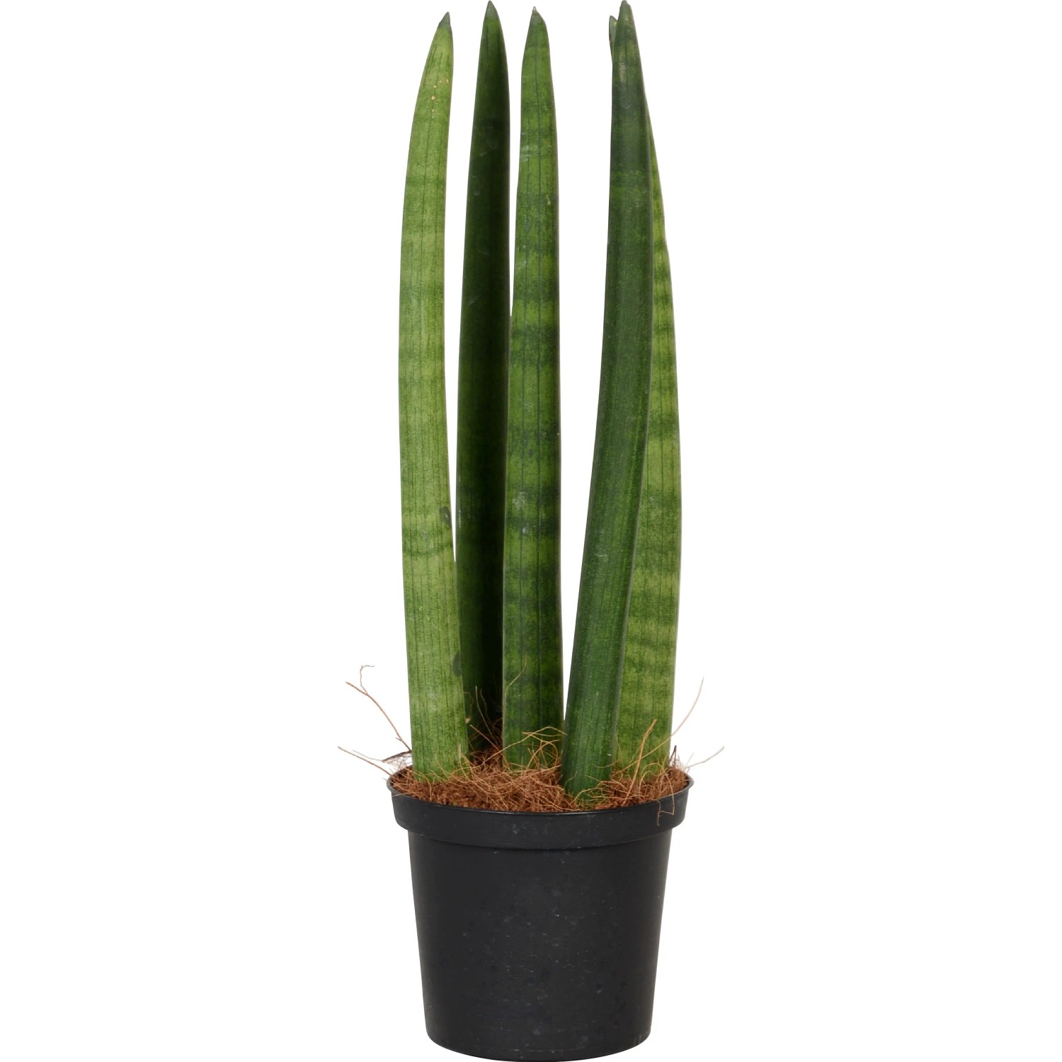 Sansevieria cylindrica in vaso nero, pianta d'appartamento decorativa.