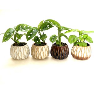 Quattro piante da interno t.b.t. in vasi decorativi di vari colori.