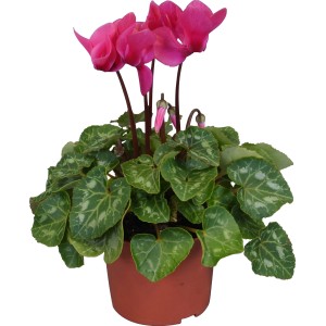 Ciclamino Midi Mix in vaso, diametro circa 10,5 cm, con fiori rosa.