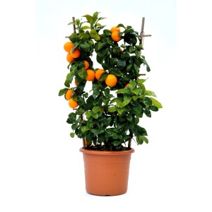 Albero di arance in vaso con tutore. L'albero da frutto porta frutti maturi e arancioni.