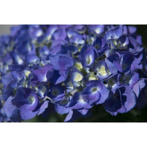 Primo piano di un'ortensia blu. Inflorescenza con tanti piccoli fiori singoli.
