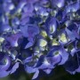 Primo piano di un'ortensia blu. Inflorescenza con tanti piccoli fiori singoli.