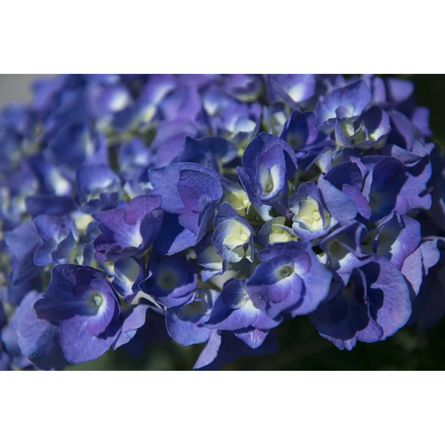 Primo piano di un'ortensia blu. Inflorescenza con tanti piccoli fiori singoli.