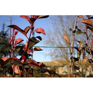 Primo piano di una Photinia con foglie rosse, fissata con filo da giardino.