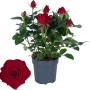 Rosa da interni, fiori rossi, alta circa 30-35 cm in vaso (circa 10,5 cm Ø).
