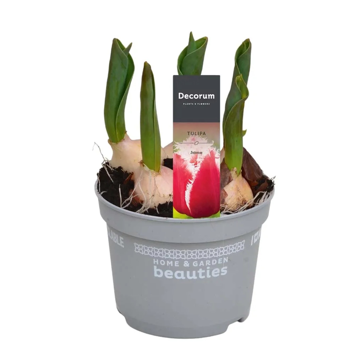 Bulbi di tulipano in vaso, pronti a crescere. Pianta d'appartamento decorativa.