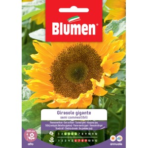 Confezione di semi di girasole per grandi girasoli gialli.