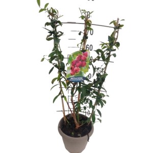 Pianta t.b.t. in vaso, categoria: Ulteriori piante da frutto e verdure