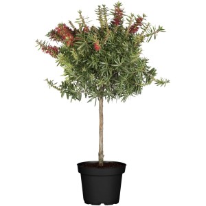 Arbusto Callistemon a forma sferica in vaso, fiori rossi.