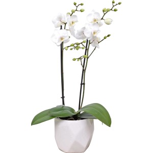 Orchidea farfalla bianca (Phalaenopsis) in vaso di ceramica bianco, dimensioni vaso ca. 12 cm.