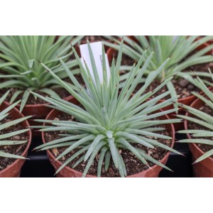 Succulenta T.b.t. in vaso marrone, foglie appuntite.