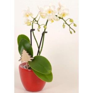 Mini orchidea Phalaenopsis con fiori bianchi in vaso di ceramica rosso con albero di Natale in legno.