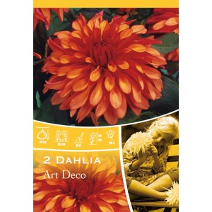Bulbo di dalia arancione Art Deco, pianta estiva per aiuole e vasi.