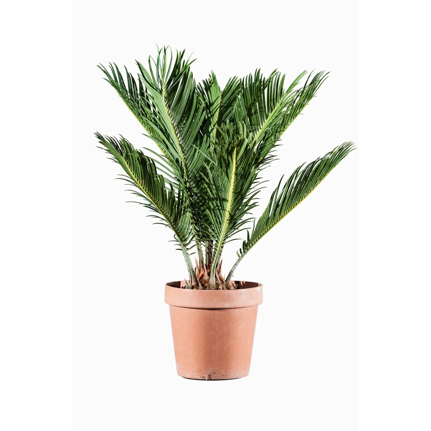 Pianta verde t.b.t. in vaso di terracotta, arbusto ornamentale.