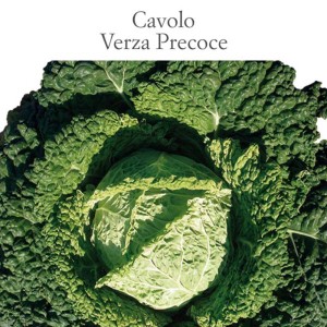 Cavolo verza precoce, pianta orticola verde per l'orto.