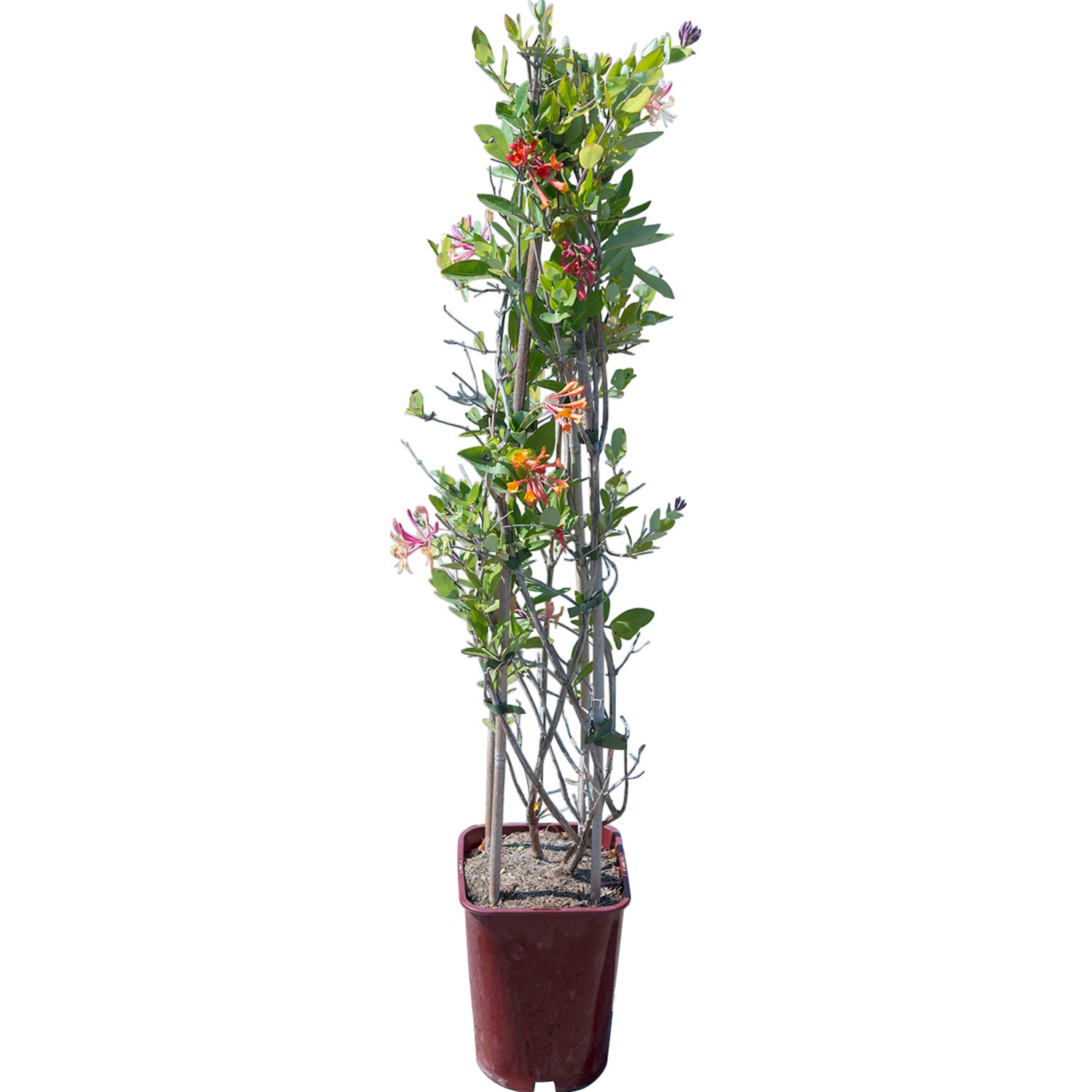 t.b.t. pianta rampicante in vaso con supporto e fiori colorati.