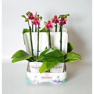 Orchidea farfalla Liodoro con fiori rosa-gialli in vaso da 12 cm.