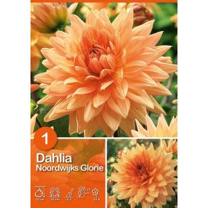 Dalia arancione 'Noordwijks Glorie', fiore estivo per aiuole e vasi.